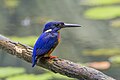 * Nomination Shining-blue kingfisher (Alcedo quadribrachys) --Charlesjsharp 12:19, 3 December 2023 (UTC) * Promotion  Support Good quality. --Satdeep Gill 12:25, 3 December 2023 (UTC)