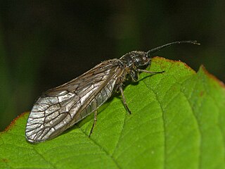 <i>Sialis lutaria</i> Species of insect