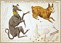 Sidney Hall - Urania's Mirror - Canis Major, Lepus, Columba Noachi & Cela Sculptoris.jpg