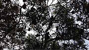 Thumbnail for File:Silhouettes de branchages et de galles d'Acacia spirorbis.jpg