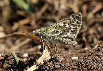 Silver-spotted skipper Hesperia comma ♀