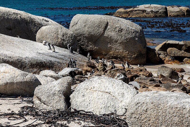 File:Simon’s Town (ZA), Boulders Beach, Penguin Colony -- 2024 -- 3431.jpg