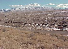 Horses crossing a plain near the Simpson Park Wilderness Study Area in central Nevada, managed by the Battle Mountain BLM Field Office Simpson Park.jpg