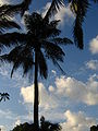 Singapore Botanic Gardens Palm Valley 2.jpg