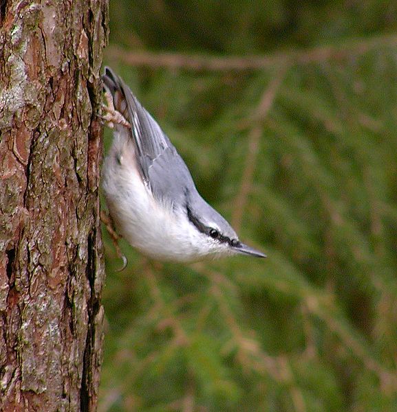 File:Sitta europaea europaea, Bollebygd, Sweden 3.jpg