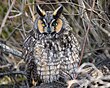 Sleepy Long-eared Owl (28045685659).jpg
