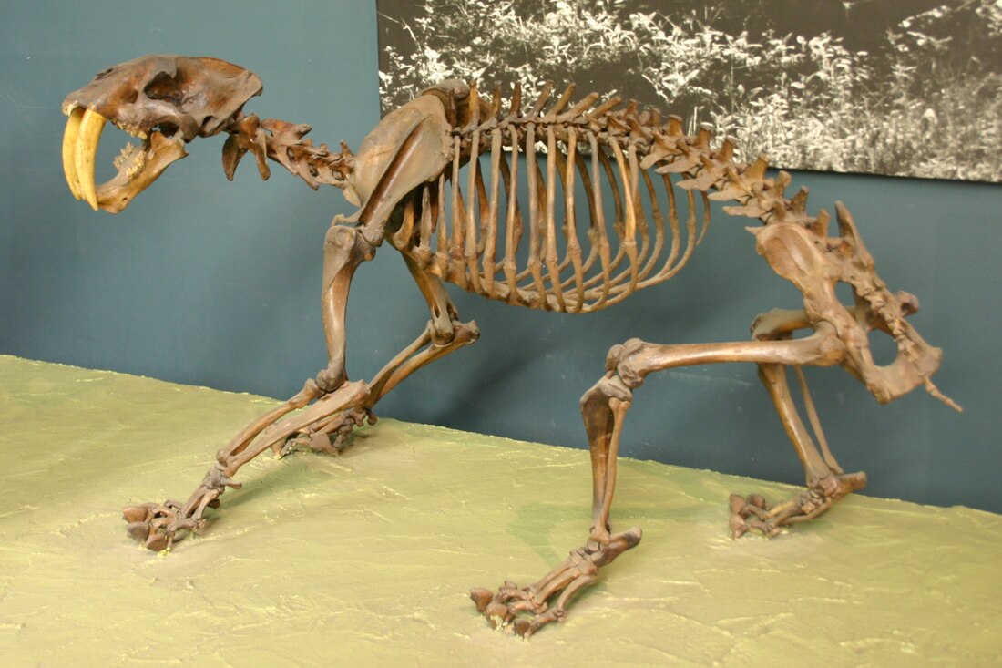 Smilodoni