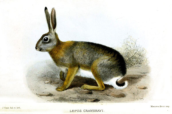 The African savanna hare (Lepus microtis) found in many regions on the African continent: the original Br'er Rabbit.