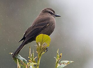 <span class="mw-page-title-main">Smoky bush tyrant</span> Species of bird