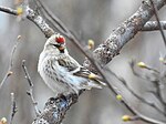 Thumbnail for File:Snösiska Hoary Redpoll (19729425453).jpg