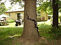 Black Rat Snakes in a Pennsylvania backyard