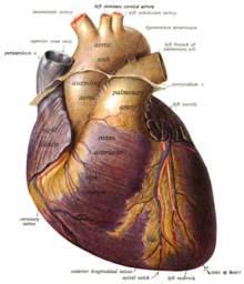 Illustration Anatomique De La Sténose De La Valve Pulmonaire