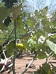 Solanum maritimum 002.jpg