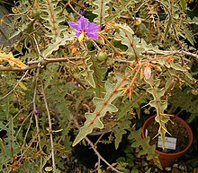 Solanum pyracanthum 01 ies.jpg