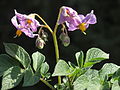 Solanum tuberosum Ciclame (03).jpg 