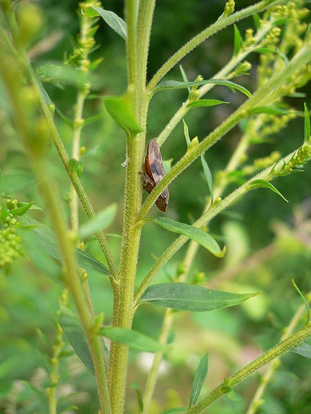 File:Solidago canadensis 20050815 246.jpg