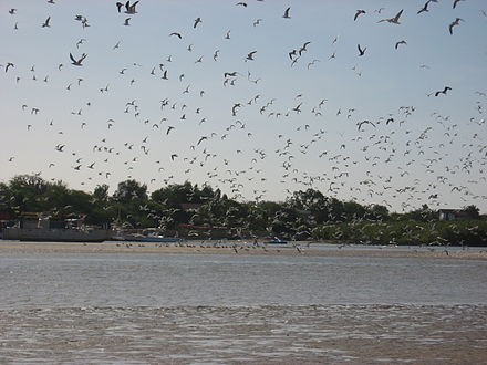 Birds in Lagoon of Somone