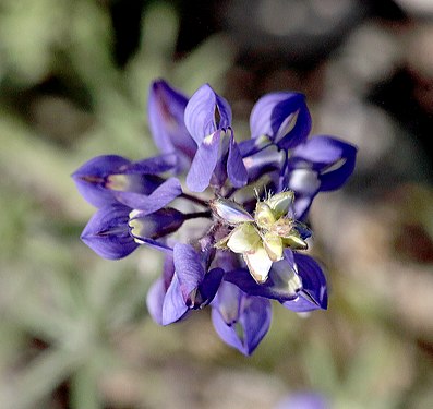 Sonoran wildflower]]