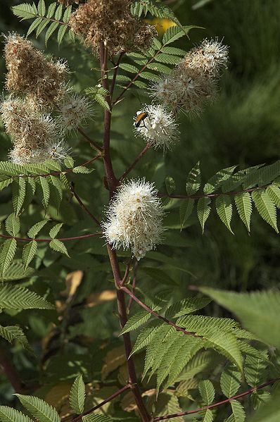 File:Sorbaria sorbifolia A.jpg