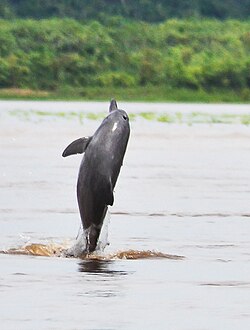 Sotalia fluviatilis Amazon river dolphin.jpg