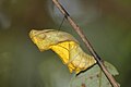 Chrysalis of Southern Birdwing