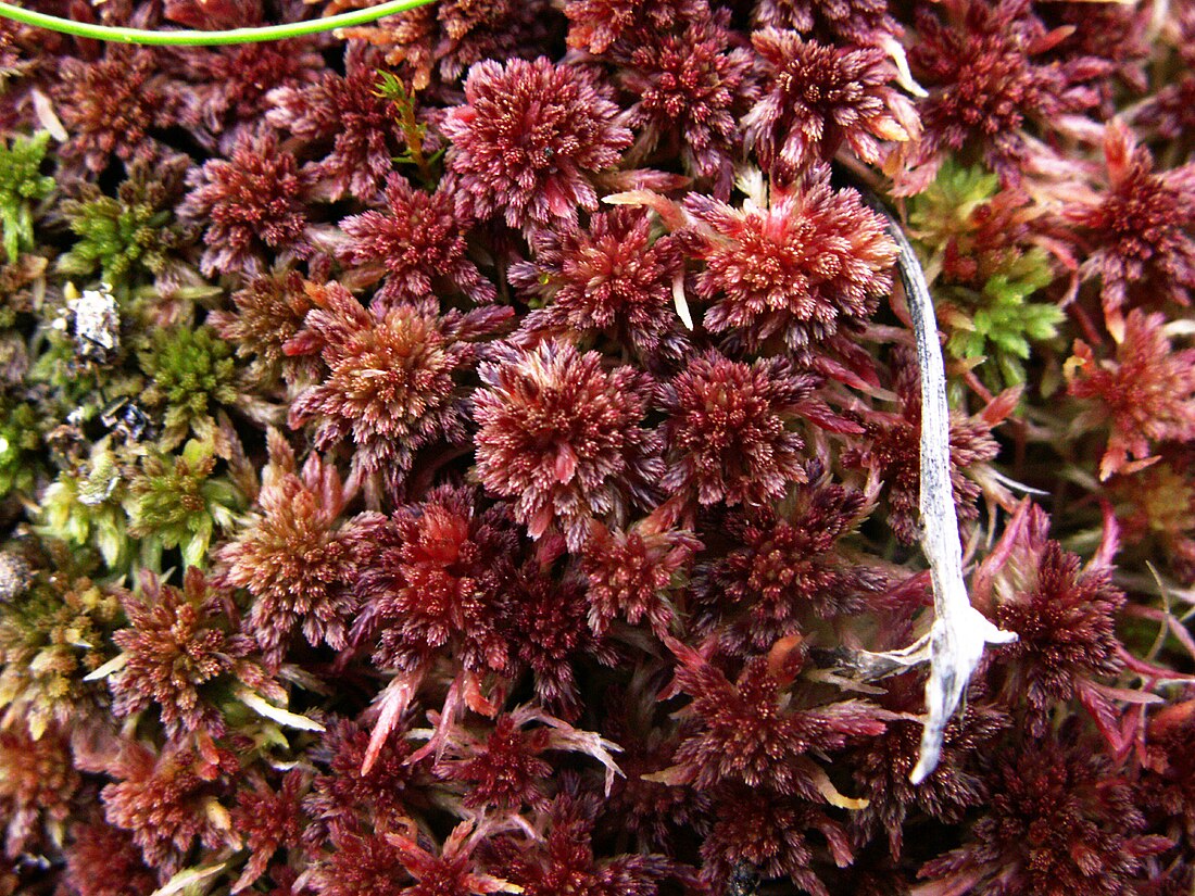 Sphagnum rubellum