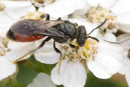 Sphecodes_ferruginatus