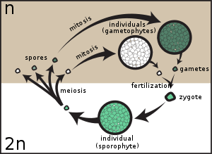 300px Sporic meiosis.svg