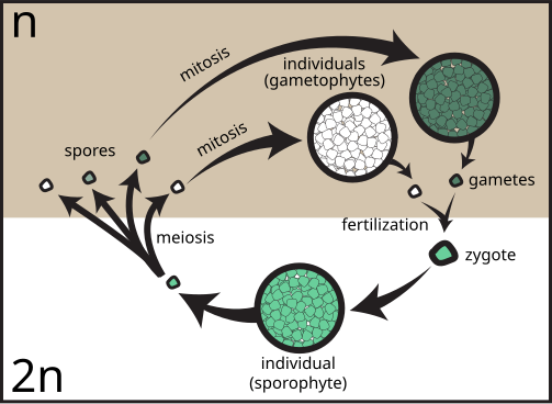 File:Sporic meiosis.svg