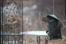 Squirrel eating from bird feeder Squirrel eating from feeder.JPG