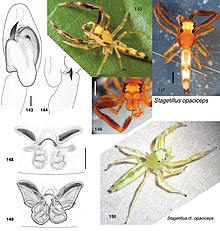 Stagetillus opaciceps