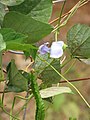 Starr-090720-3101-Psophocarpus tetragonolobus-seedpod flower and leaves-Waiehu-Maui (24602628019).jpg