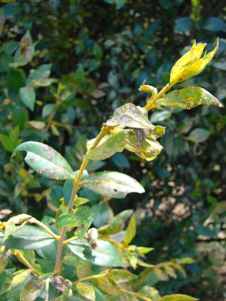 File:Starr 080304-3223 Myrtus communis.jpg