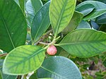 Starr 080601-5190 Ficus microcarpa.jpg