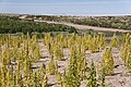 Starving quinoa plants