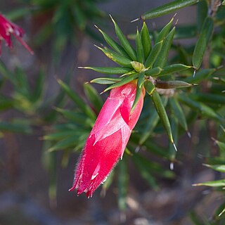 <i>Stenanthera conostephioides</i> Species of plant