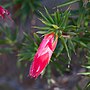 Thumbnail for Stenanthera conostephioides