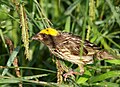 Streaked Weaver (Ploceus manyar) (37514260752).jpg