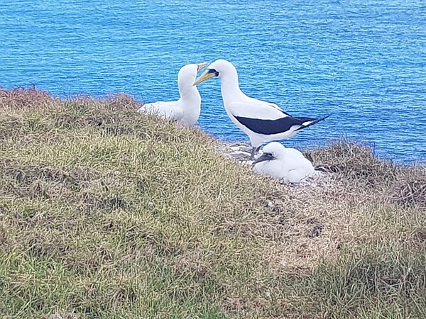 A breeding pair of subsp. tasmani and their chick, Norfolk Island