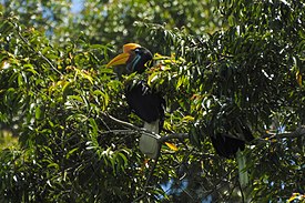 Sulawesi hornbill