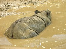 Rhinocéros, vu de dos et de dessus, moitié immergé dans une eau boueuse.