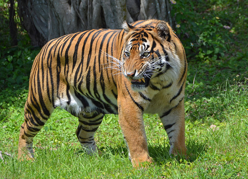 File:Sumatran Tiger, Miami MetroZoo.jpg