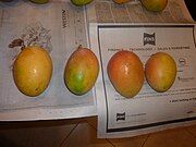 Sunset mango fruit.jpg