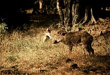 Sus scrofa cristatus Ranthambore 0.jpg