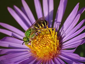 Sweat Bee on New England Aster.jpg