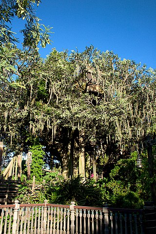 <span class="mw-page-title-main">Swiss Family Treehouse</span> Walkthrough attraction at Disney parks