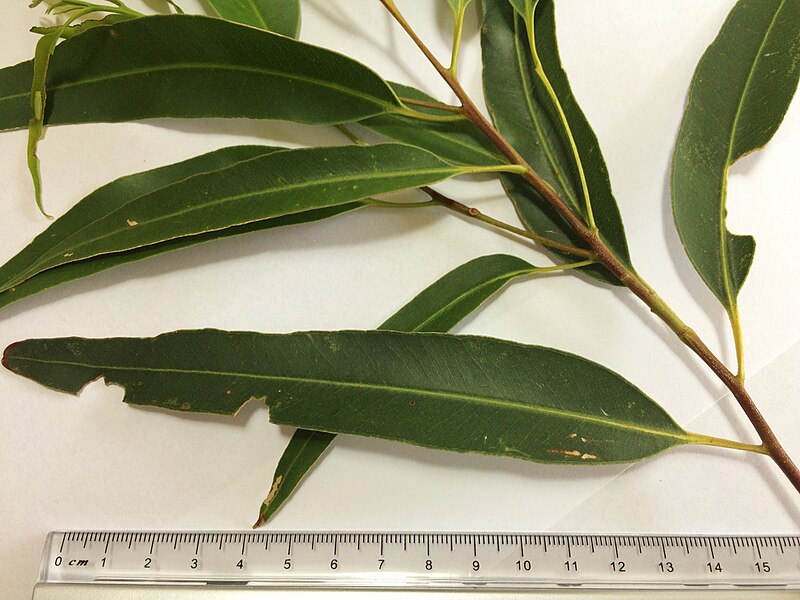 File:Sydney Blue Gum (E.saligna) - leaves.jpg