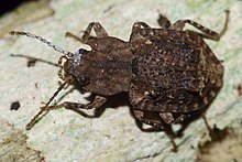 Specimen of Syrphetodes marginatus from New Zealand Syrphetodes marginatus 118497857.jpg