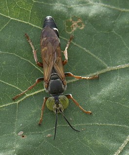 <i>Tachytes distinctus</i> Species of wasp