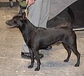 Taiwan Dog, black